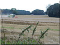 Harvesting crops by Babylon Lane