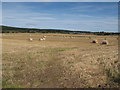 Newly Harvested Fields at Easter Pittendreich