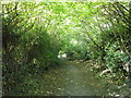 Green tunnel on Starveacre Lane