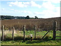 Footpath junction near Chestnut Wood