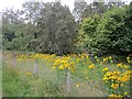 Roadside ragwort