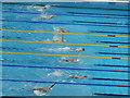 TQ3884 : Paralympics swimmers with different backstroke styles by David Hawgood