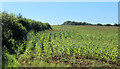 2012 : Maize field west of Stanton St. Quintin