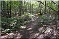 Footpath through the Woods