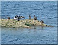 NO5116 : Cormorants on exposed rocks by Rob Farrow