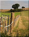 Fence, Bank View Farm