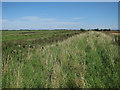 Footpath along Hundred Foot Bank