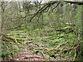 SP2086 : Derelict wet woodland, Bannerly Pool by Robin Stott