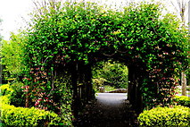 R4646 : Adare - Main Street (N21) - Adare Town Park - Vine-Covered Arch by Suzanne Mischyshyn