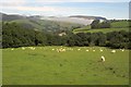 Sheep, Bryn Meurig