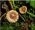 J2458 : Fungus, Hillsborough (2012-1) by Albert Bridge