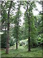 Woodland near Sanquhar Loch