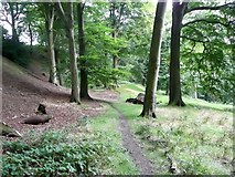 SE0026 : Footpath in Broad Bottom Wood by Humphrey Bolton