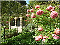 NU1913 : The Alnwick Garden : Sunshine and Roses In The Walled Garden by Richard West