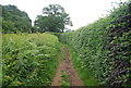 Footpath on the edge of Smithwood Common