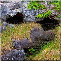M1512 : The Burren - R477 - Blackhead - Face of Stone & Plants on a Hillside by Suzanne Mischyshyn