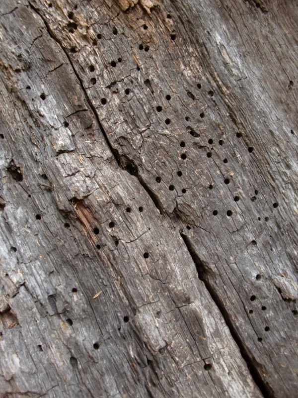 Exit holes of death-watch beetle... © Stefan Czapski cc-by-sa/2.0 ...