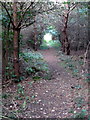 Path into Prentice Copse