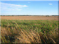 SU5950 : View across Battledown North (55 acres) by Mr Ignavy