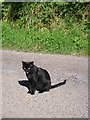 Black Cat, Sandy Grove, Llanteg