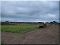 Harvesting potatoes at Greencastle