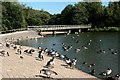 Waterfowl on Rufford Lake