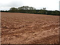 Ploughsoil beside the Daffodil Way