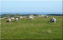 NT8768 : Grazing sheep near Cross Law by Walter Baxter