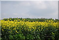 Oilseed rape by Paddlesworth Rd