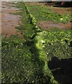 SX8960 : Weed-covered chain, Paignton Harbour by Derek Harper