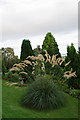 Lands of Loyal Hotel, Alyth, Pampas grass