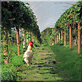 Cockerel in a strawberry field