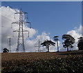 Field, trees and pylons by York Lane