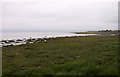 Salt marsh at Knott End