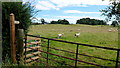 Footpath across pasture