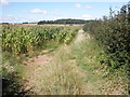 Maize crop, near Hall