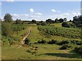 Margins of the New Forest, near Frogham