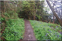 TQ0318 : Wey South Path, Pulborough Park Plantation by N Chadwick