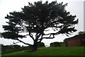 Impressive tree, East Portlemouth