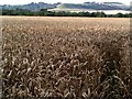 Wheat field, Pewsey