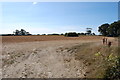 TQ9631 : Field off Junction of Snargate Road & Kenardington Road by Julian P Guffogg