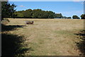 TQ9731 : Field with Animal Feeder, near Kenardington by Julian P Guffogg
