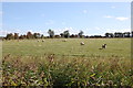 TQ9930 : Sheep on Romney Marsh by Julian P Guffogg