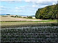 Fields west of Bella Farm