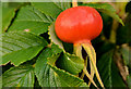 Rosehip, Cultra