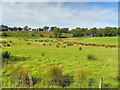 Garvallagh Townland