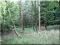 Sunny glade by the path in Dell