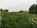 Wetland in the vicinity of St Patrick