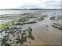 S8511 : Bannow Bay at low tide by Oliver Dixon