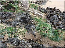 S7405 : Shoreline detail at Bouley Bay by Oliver Dixon
